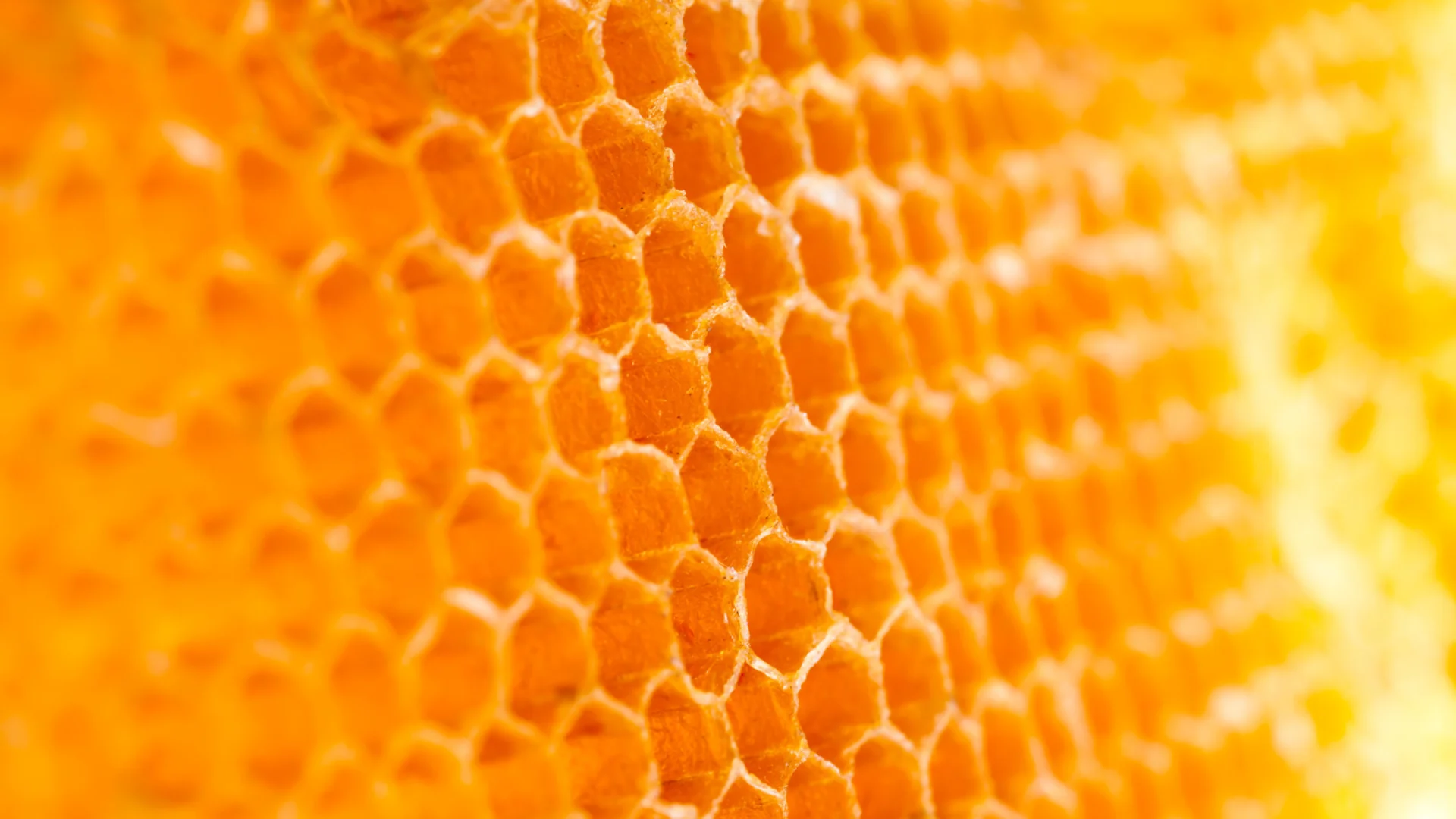 Counterpoint Special