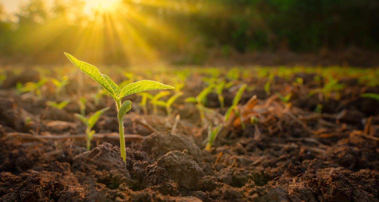 European green shoots