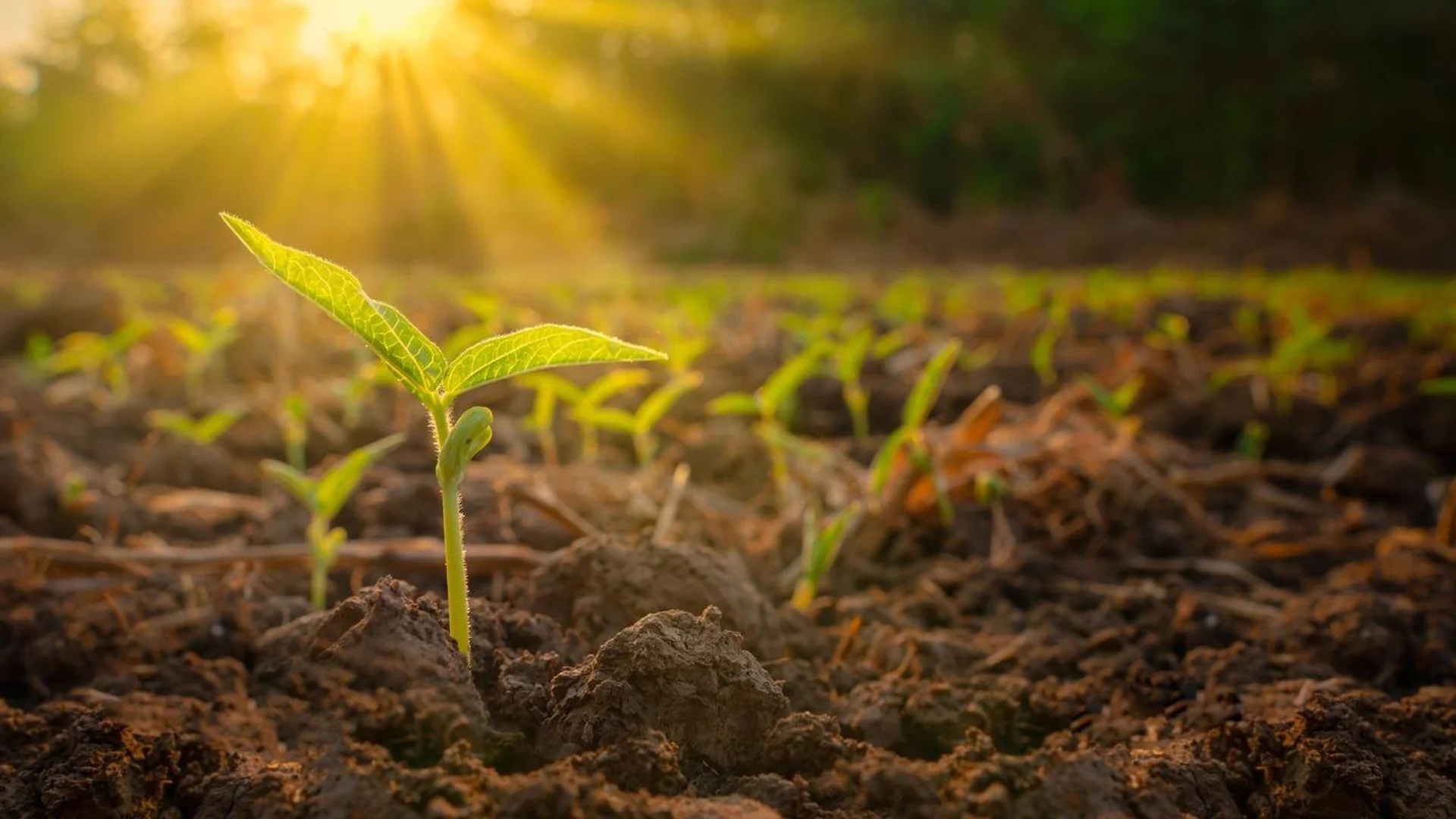 European green shoots