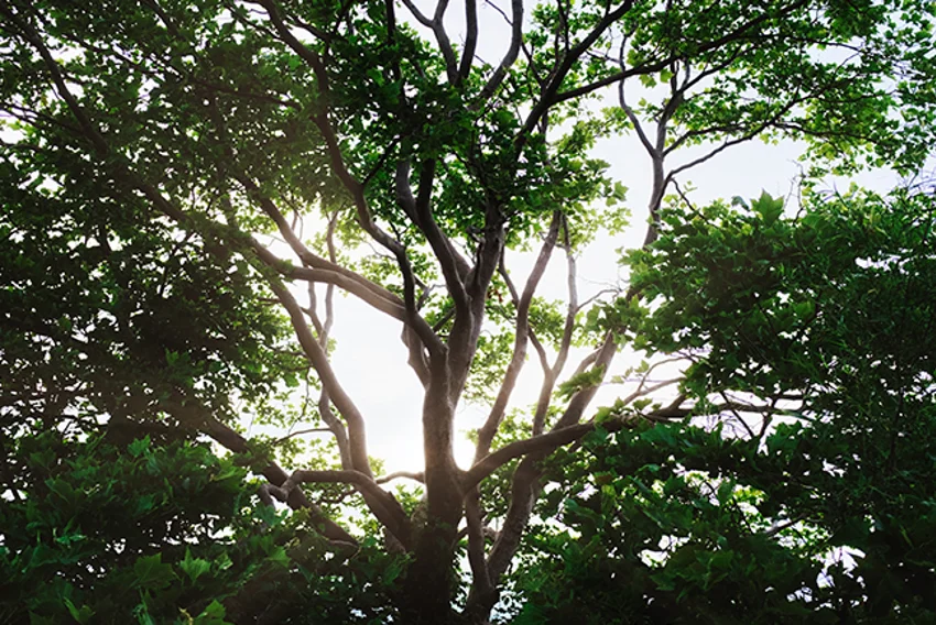 Sustainability
